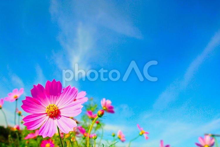 秋空とコスモスのある風景素材 コスモス,秋桜,秋の写真素材