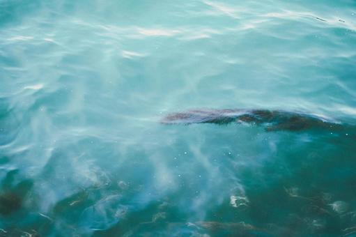 海面 海面の写真