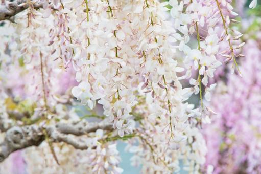 Close-up of white wisteria flower, JPG Close-up of white wisteria flower, JPG