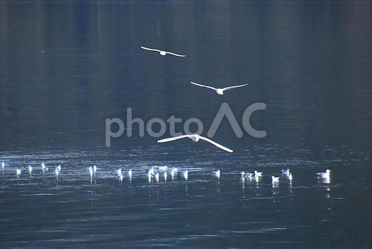 カモメ カモメ,かもめ,鴎の写真素材