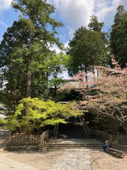 鶴岡八幡宮 鶴岡八幡宮 鶴岡八幡宮,鎌倉,神社の写真素材