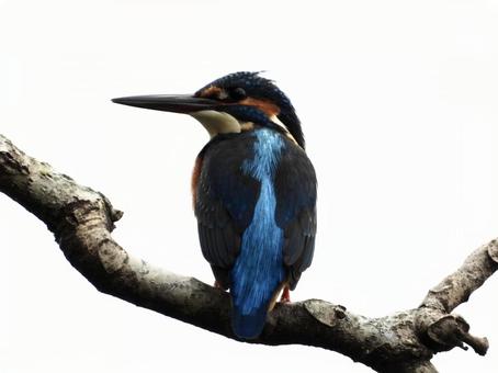 高い枝につかまるカワセミの写真