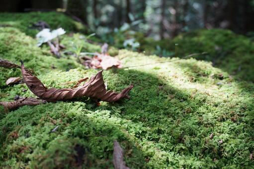 苔の写真