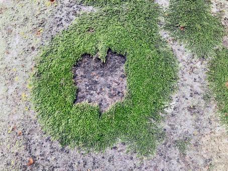 苔と樹皮肌テクスチャー 苔と樹皮肌テクスチャーの写真