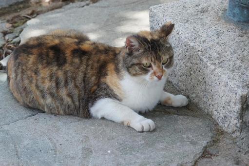 ねこ にゃんこ,可愛い,野良猫の写真素材