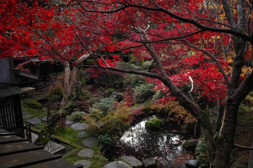 庭園の池と紅葉 庭園の池と紅葉 庭園,池,紅葉の写真素材