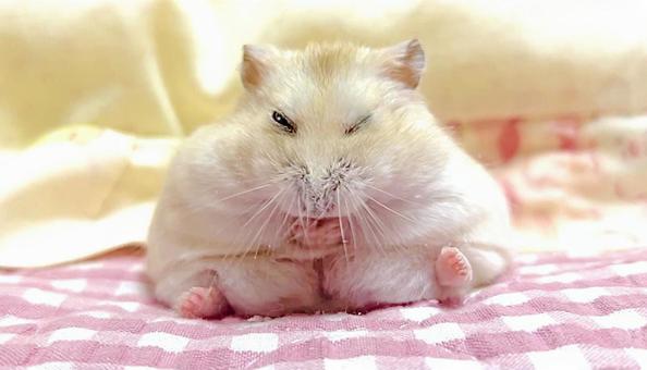 座りながら毛づくろいするハムスター5 座りながら毛づくろいするハムスター5の写真