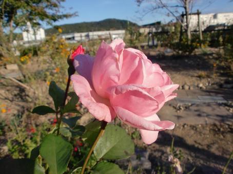 ピンクの薔薇の花 ピンクの薔薇の花の写真