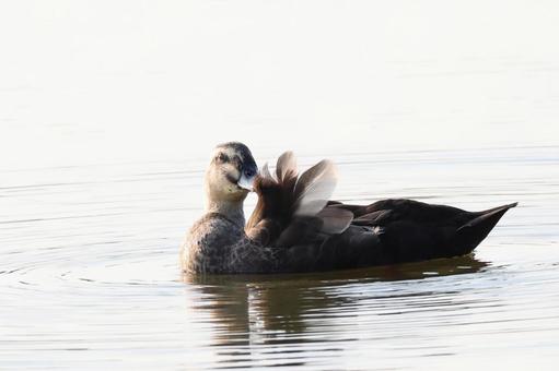 カルガモ カルガモの写真