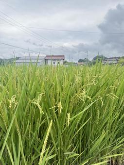 夏の稲穂 稲,稲穂,田んぼの写真素材