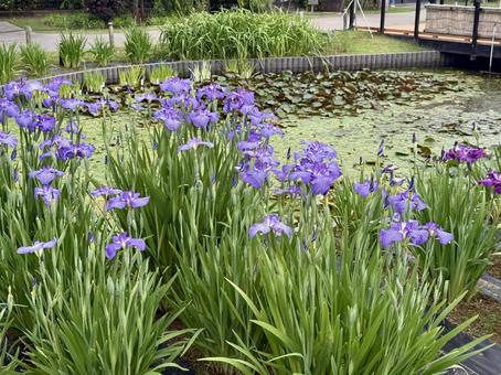 堀切菖蒲園 曇り空の下咲き誇る花菖蒲 堀切菖蒲園 曇り空の下咲き誇る花菖蒲の写真