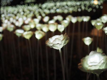 花のライト 花のライト 光る花,イルミネーション,夜景の写真素材