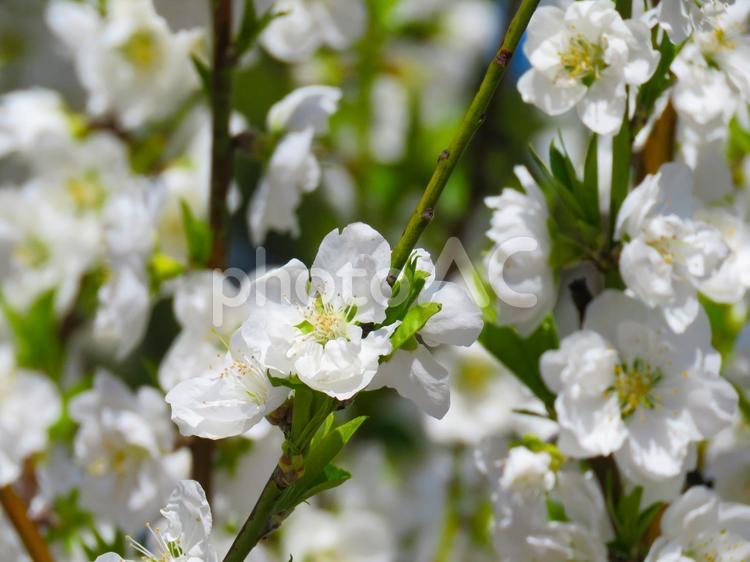 春イメージ〜満開のハナモモの花 ハナモモ,春イメージ,花の写真素材