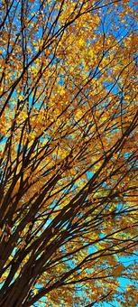 紅葉と青空 紅葉と青空の写真