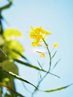 菜の花と空 菜の花と空の写真