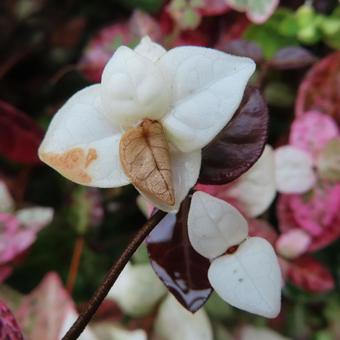 ハツユキカズラ（初雪葛） ハツユキカズラ,初雪葛,葉の写真素材