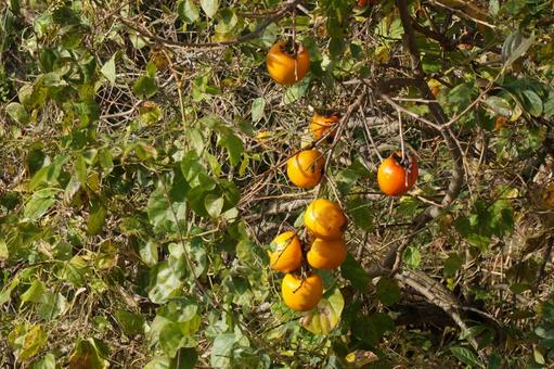 柿 自然,山並み,柿の写真素材