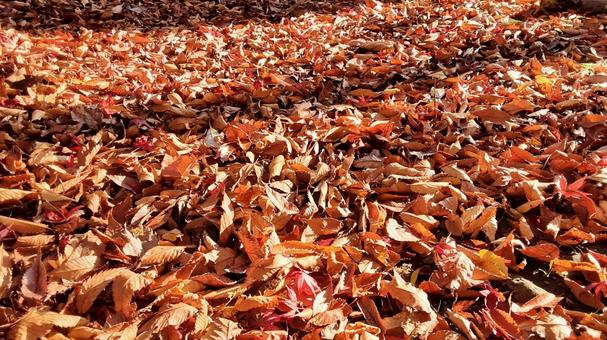 秋の落ち葉 秋,地面,初冬の写真素材