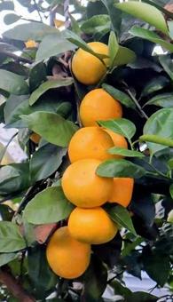 鹿児島で生まれた みかん,食べ物,植物の写真素材