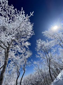 雪山 晴れた空と雪を被った木 雪山 晴れた空と雪を被った木の写真