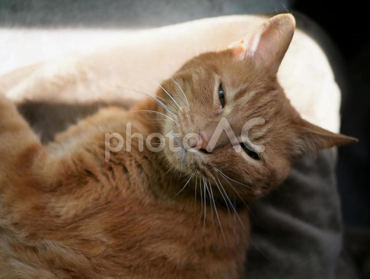 寝ているところを起こされた猫 猫,昼寝,日光浴の写真素材