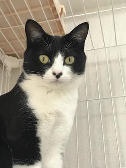 我が家の猫 我が家の猫 猫,びっくり,可愛いの写真素材