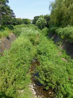 草やぶの間を縫って流れる中流域のいたち川 川,河川,水の写真素材
