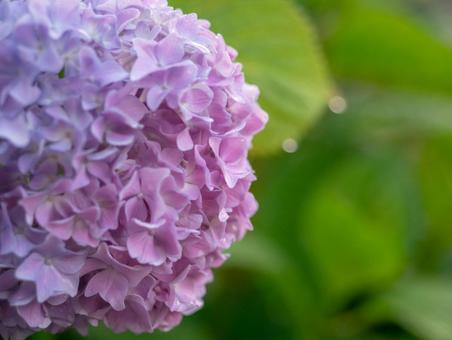 Hydrangea 202503, JPG