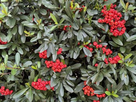 トキワサンザシ トキワサンザシ,ピラカンサ,赤い実の写真素材