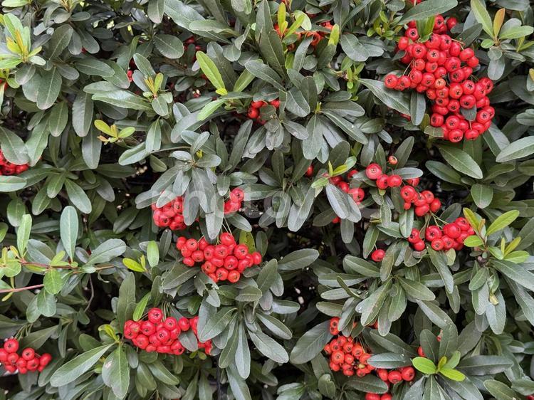 トキワサンザシ トキワサンザシ,ピラカンサ,赤い実の写真素材