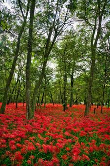 ずーと続く曼殊沙華 ずーと続く曼殊沙華 彼岸花,曼珠沙華,ヒガンバナの写真素材