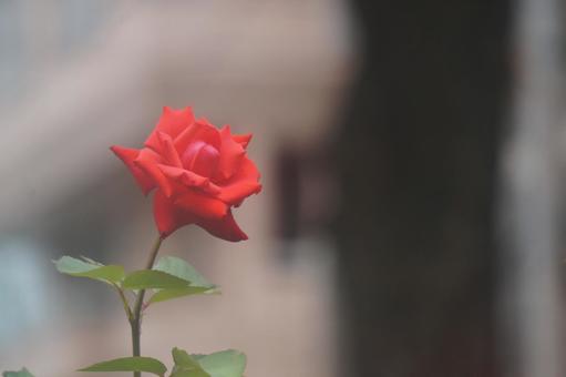 薔薇 薔薇 薔薇,春,秋の写真素材