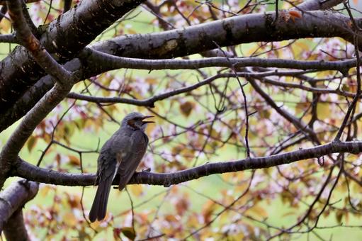 桜の木にとまる鳥 桜の木にとまる鳥 桜,桜の花,桜の木の写真素材
