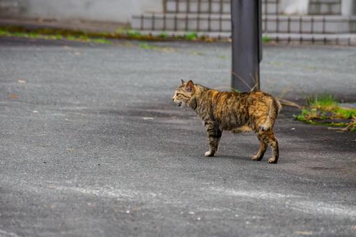 猫(141) 猫(141)の写真