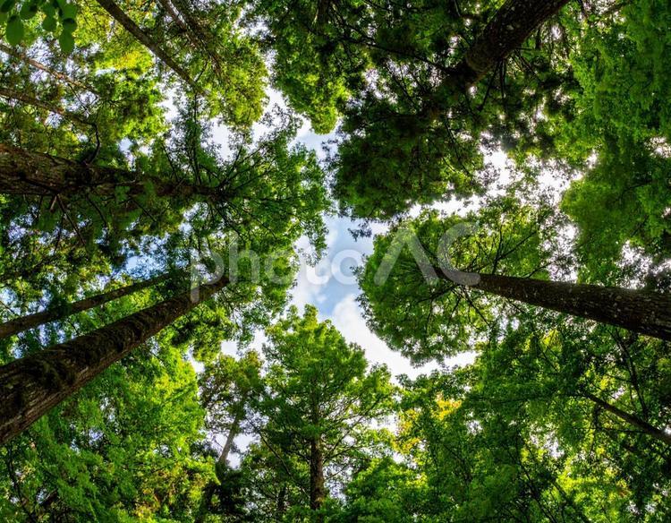 森で見上げる 木,森,森林の写真素材