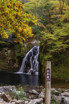 三重-【赤目四十八滝（紅葉）】 赤目四十八滝,赤目四八滝,川の写真素材
