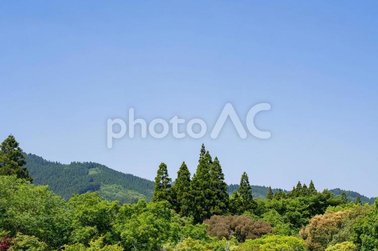 青空に映える木 青空,晴れ,空の写真素材