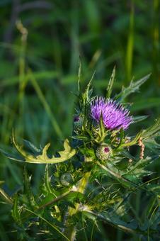 Thistle, JPG Thistle, JPG