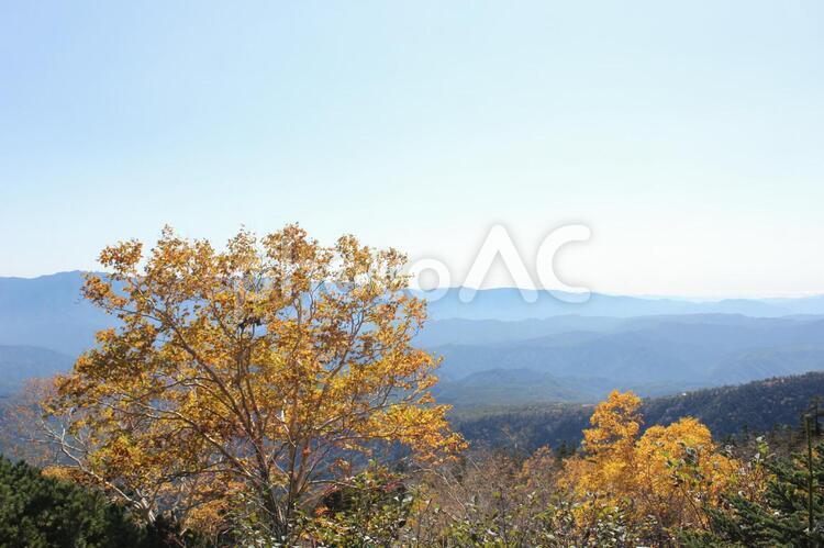 御嶽山の木々5 木,秋,紅葉の写真素材