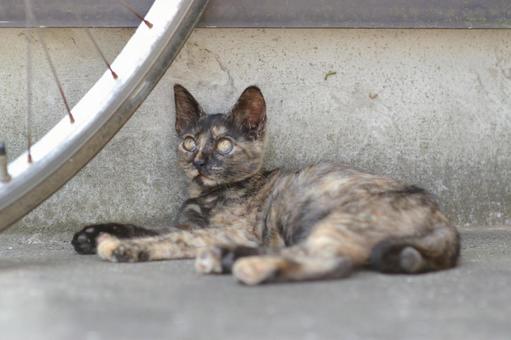 Rust-patterned kitten looking up, JPG
