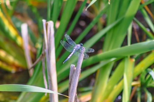 ハス池のトンボ3ー23 ハス池のトンボ3ー23 トンボ,自然,とんぼの写真素材