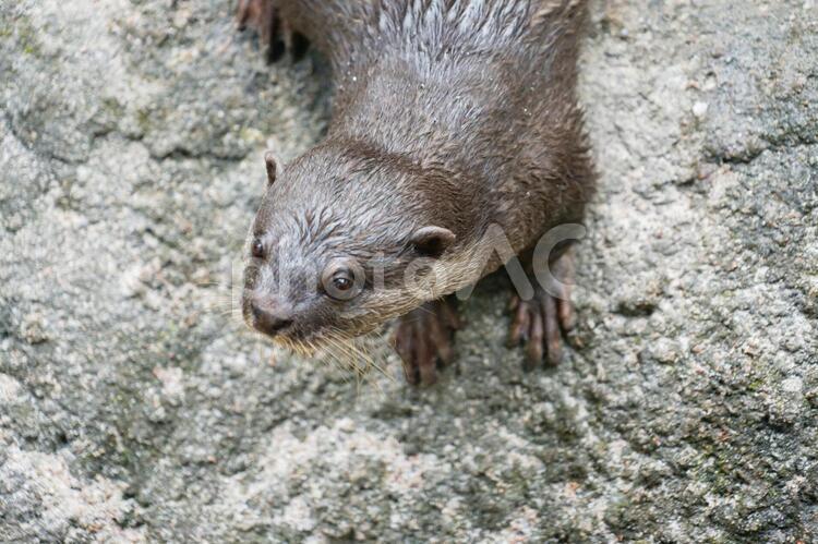 かわいいコツメカワウソのイメージ コツメカワウソ,カワウソ,ツメナシカワウソ属の写真素材