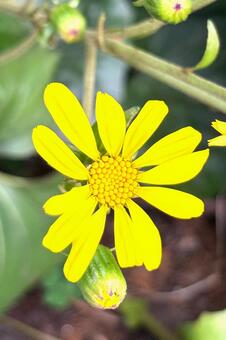 ツワブキの花 植物,宿根草,晩秋の写真素材