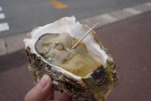 岩牡蠣食べます 岩牡蠣食べます 岩牡蠣,牡蠣,食べたいの写真素材