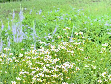 散歩道の癒し 散歩道の癒しの写真