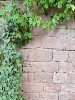 Ivy on a brick wall, JPG Ivy on a brick wall, JPG