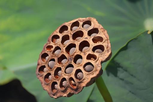 茶色の蓮の実のアップ 茶色の蓮の実のアップ 茶色,蓮の実,アップの写真素材