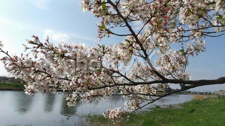 桜と青空 3 桜と青空,桜,植物の写真素材