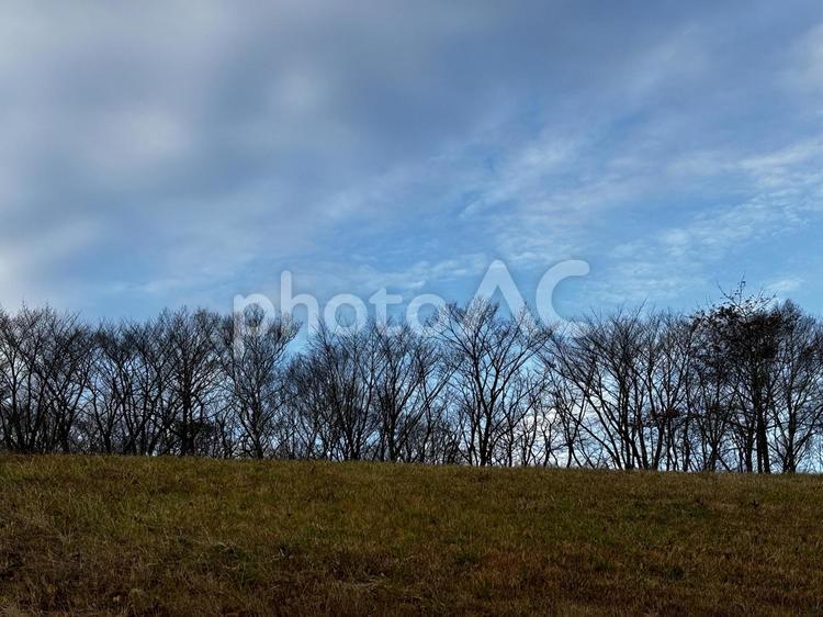 雑木林と秋の空 秋,雑木林,秋空の写真素材