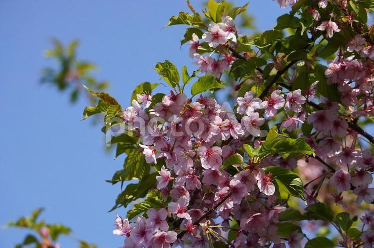 桜の花と葉（河津桜？） 桜,葉桜,河津桜の写真素材